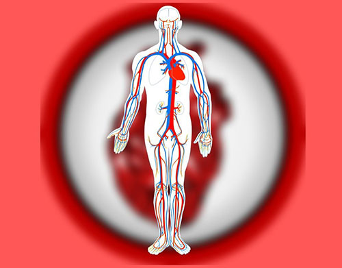 Why Good Blood Circulation is so Important for Body